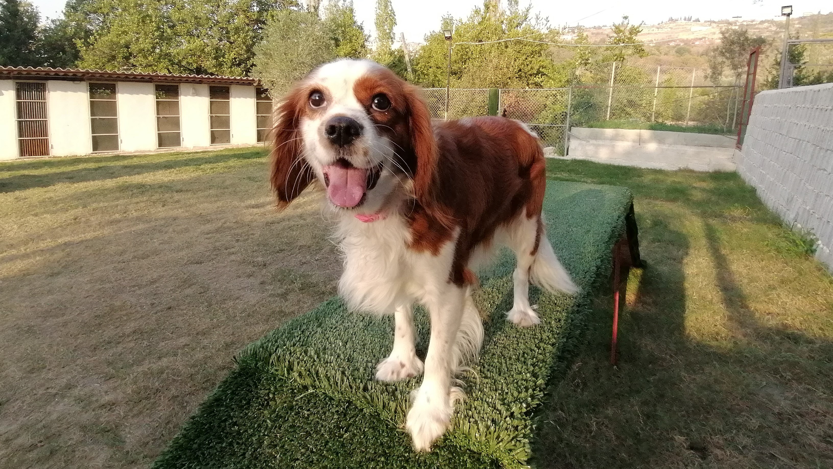 Cavalier King Charles Spaniel
