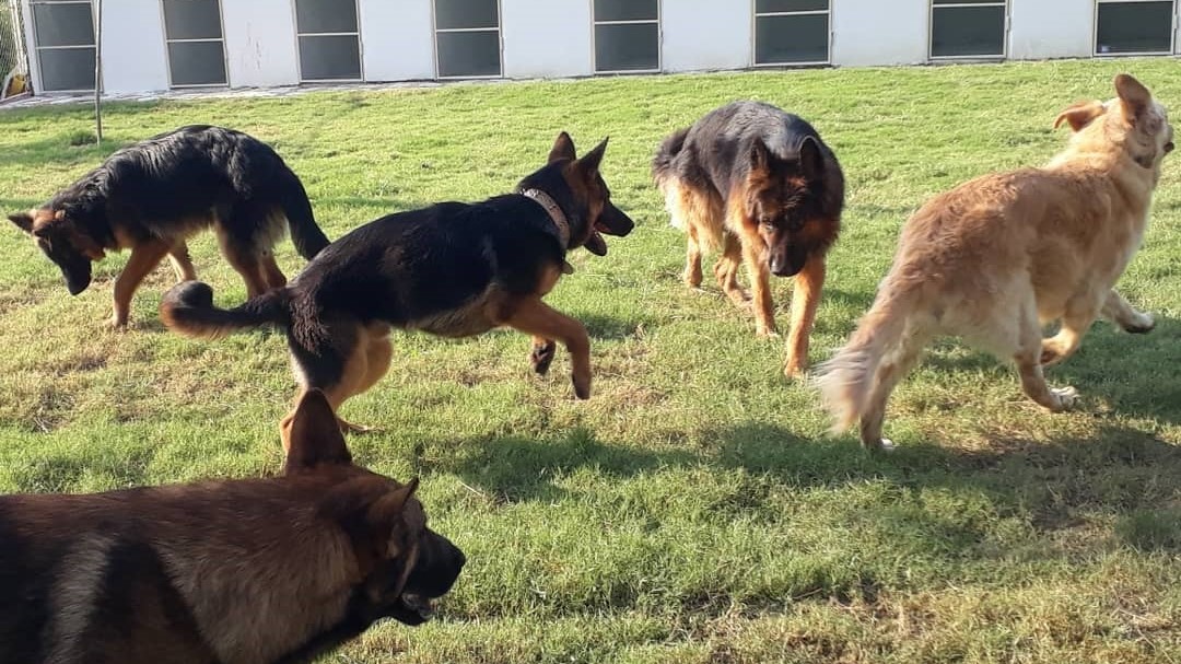 Oyun oynayan köpekler