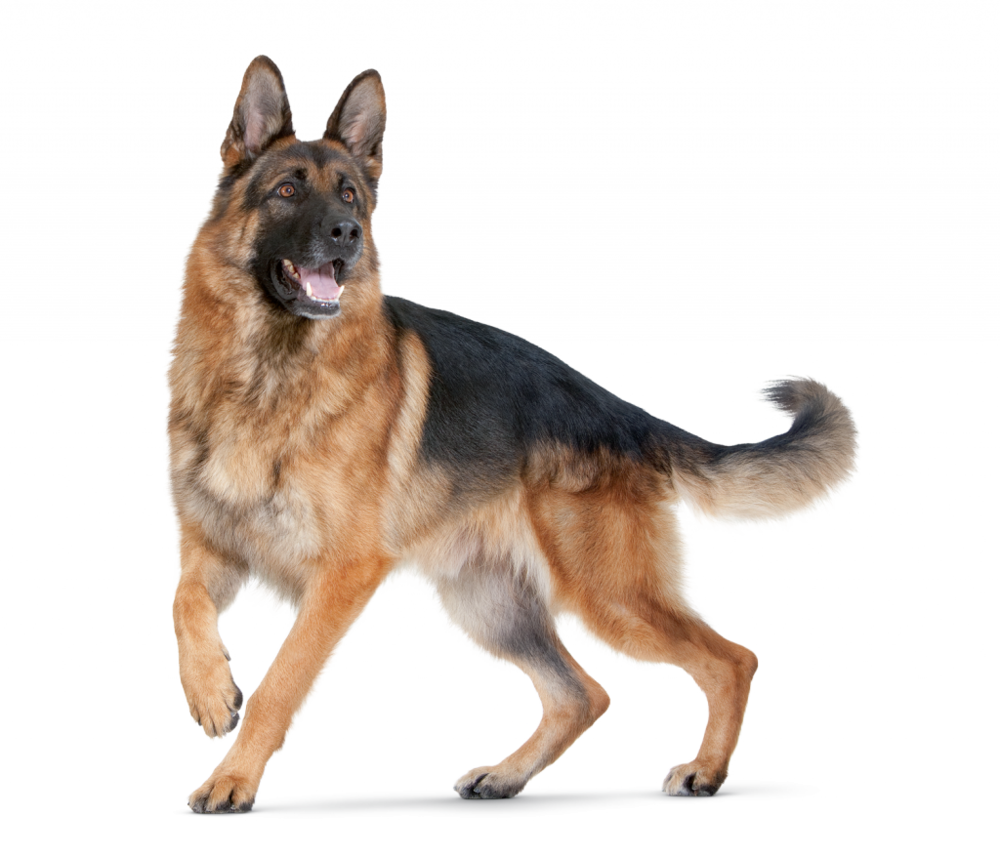 Alman Çoban Köpeği